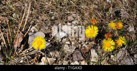 yellow blossoms of coltsfoot plants growing on gravel of limestone in early spring Stock Photo