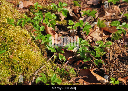 young ground elder plants with fresh green leaves growing beside moss on forest floor Stock Photo