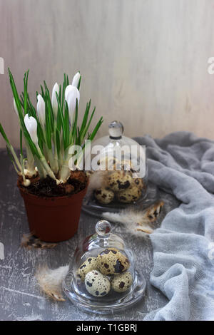 Spring or Easter composition with crocuses and quail eggs on a gray concrete background. Stock Photo