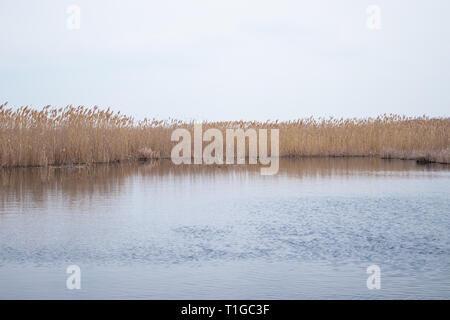 Dry reeds on the lake, a layer of reeds, seeds of reeds. Golden reed grass in spring in the sun near the water. Copy space - spring, summer, nature, g Stock Photo