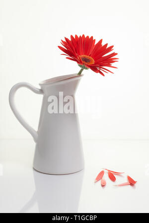 Beautiful red Gazania flower on a white stylish vase. Creative Still life photography Stock Photo