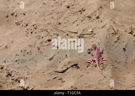 Phrynocephalus versicolor or variegated toad head agama lizard. Taklamakan Desert-Xinjiang-China-0069 Stock Photo