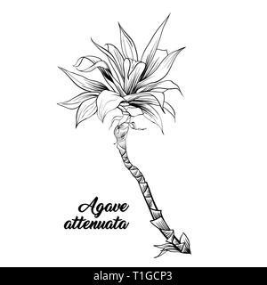 Agave attenuata, palm tree hand drawn illustration. Palm leaves ink pen outline sketch. Tropical plant freehand realistic engraving. Greeting card isolated monochrome design element Stock Vector
