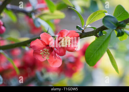 Chaenomeles flowers. Japonica in Spring. Stock Photo
