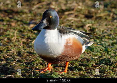 Northern Shoveler - Anas (Spatula) clypeata  Male Duck walking Stock Photo