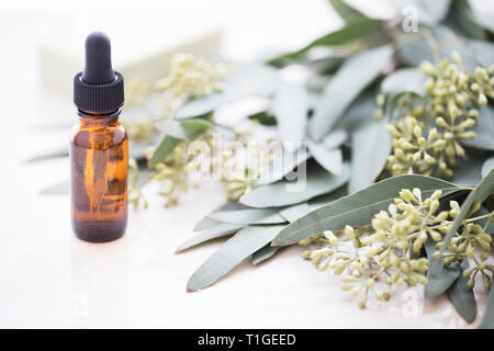 Bottle of eucalyptus oil with bar of soap and leaves. Stock Photo