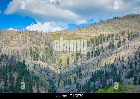 A mountainside view of scatter pine trees with many dead or dying on a mountaintop in western Montana, USA Stock Photo