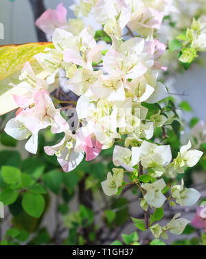 Beautiful view of white color Bougainvillea Flowers (thorny ornamental vines, bushes, and trees with flower-like spring leaves near its flowers). Natu Stock Photo