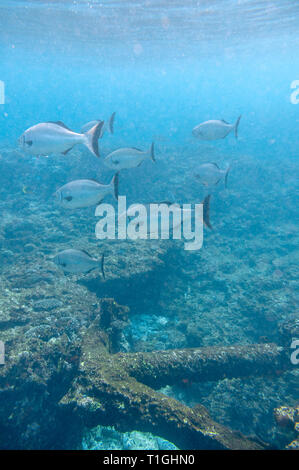 Site of the Batavia shipwreck on Morning reef in the Wallabi Group of the Houtman Abrolhos. On June 4, 1629 the Dutch East India Company (VOC) ship Ba Stock Photo