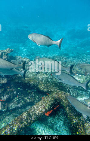 Site of the Batavia shipwreck on Morning reef in the Wallabi Group of the Houtman Abrolhos. On June 4, 1629 the Dutch East India Company (VOC) ship Ba Stock Photo