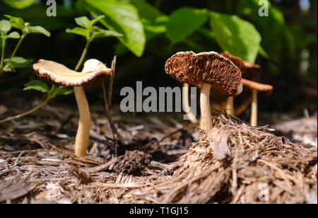 mushrooms in the backyard Stock Photo