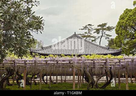 Purple Wisteria Floribunda flowers hanging on a trellis in Kyoto, Japan Stock Photo