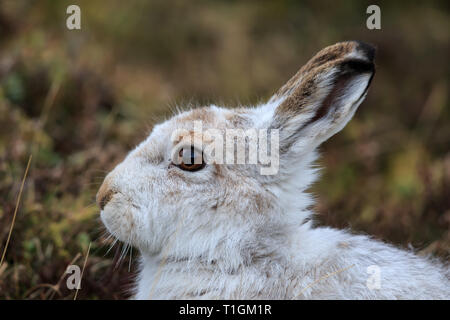 The mountain hare, also known as white hare, snow hare, alpine hare, and Irish hare, is a Palearctic hare adapted to polar and mountainous habitats. Stock Photo