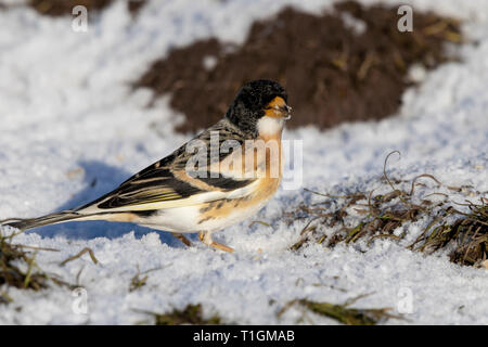 Brambling Fringilla montifringilla Stock Photo