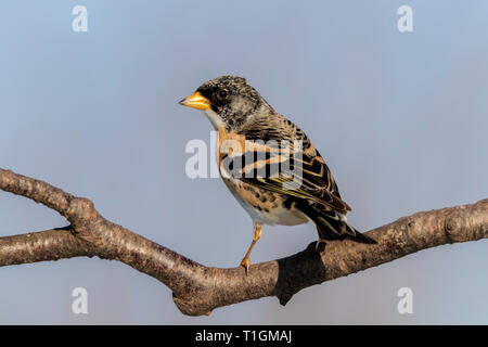 Brambling Fringilla montifringilla Stock Photo