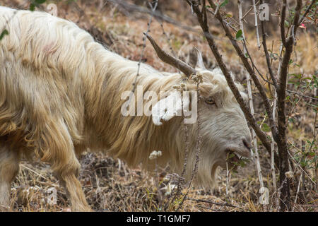 Domestic Goat  (Capra hircus). A mountain breed, one of a herd, a horned animal. Goat’s horns have a well-developed keel on the anterior edge. Browsing from a thorny bush selecting the few green leaves.  Stock Photo