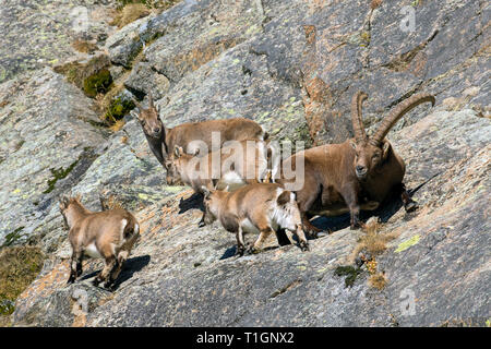 Alpine ibex (Capra ibex) herd with male, female and three juveniles foraging in rock face in winter, Gran Paradiso National Park, Italian Alps, Italy Stock Photo