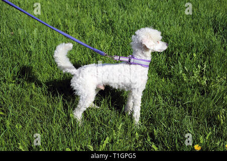 White young miniature poodle dog photographed during a sunny day outdoors. The dog has purple leash and there is green grass on the background. Stock Photo