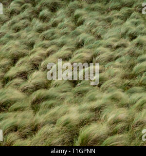 Marram Grass blowing in the wind, Balnakeil Beach Dunes, near Durness,  Sutherland, North West Scottish Highlands, Scotland, UK Stock Photo