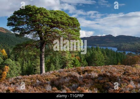 Tall Scots Pine above Glen Affric in autumn, Glen Affric, Highlands, Scotland, UK Stock Photo