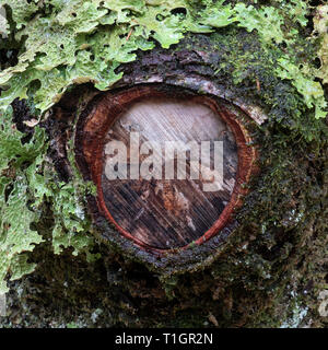 Lichen covered Tree Trunk detail in Lael Forest, near Ullapool, Ross and Cromarty, Scottish Highlands, Scotland, UK Stock Photo