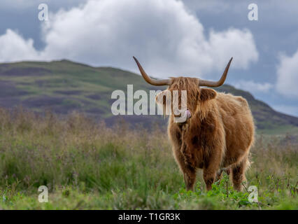 Highland Cow sticking out tongue Stock Photo