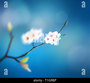 Beautiful floral spring abstract background of nature. Branch of blossoming on gentle blue sky background. For easter and spring greeting cards. Stock Photo