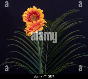 Floral fine art still life detailed color macro of a pair of red yellow wide opened gerbera blossoms with detailed texture on dark blue paper back Stock Photo