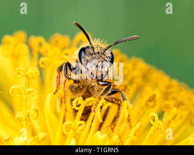 A solitary bee taken back in April 2018. Found resting on a dandelion flower alongside the River Stour near Whitemill in Dorset Stock Photo
