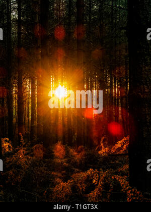 Sunburst. A shot of the setting sun through the trees. Taken at Vinney Ridge in the New Forest, Hampshire. Stock Photo