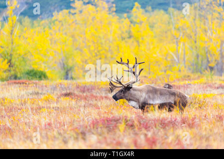 a reindeer on the background of the crimson tuna in summer Stock Photo