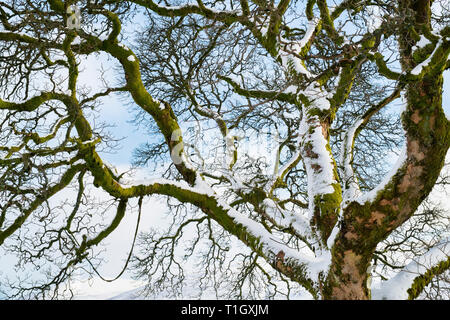 Snow covered tree branches against a blue sky. Scotland Stock Photo