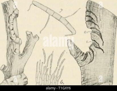 Diseases of cultivated plants and Diseases of cultivated plants and trees  diseasesofcultiv00massuoft Year: [1910?]  184 DISEASES OF CULTIVATED PLANTS I have also seen it on the gooseberry in such quantity as to kill the branches. The fungus is a wound-parasite, and it frequently follows on the wounds caused by American blight [ScJiizoneura ianosa), since the advent of which, canker has been much    PJ' &gt;-''i;.;i Stock Photo