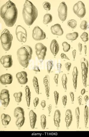 Discovery reports (1929) Discovery reports  discoveryreports101935inst Year: 1929  DISCOVERY REPORTS, VOL. X PLATE V    ANTARCTIC FORAMINIFERA Stock Photo