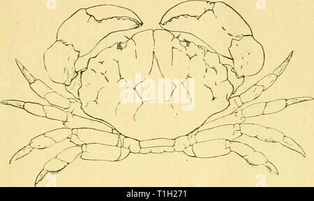 A A Baa5aaµaaa X Superbus Daaa L S Va Dar U Exa 1 Expep Crustacea P 167 Pl Viii Ijg A A A Acce E Ea A A Aoa Aºaea A A A A C Ae Ae Eªªaec A A C c Ac A Quot A A A A A Ac C E A E Ea A A C C A e E e A a A A Agae A A Stock