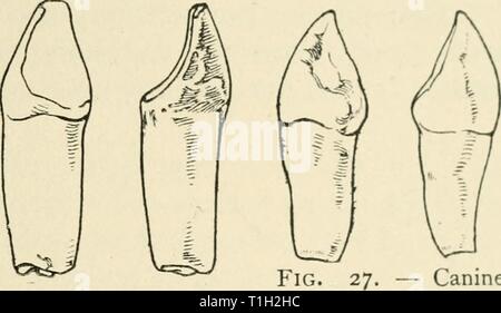 Fig. 3.—A piece of the white branch- ing coral (Lopho- helia