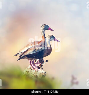 Black-bellied Whistling-Ducks on a tree Stock Photo