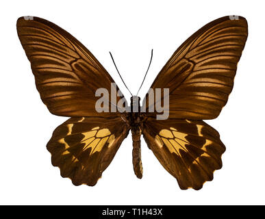 Troides oblongomaculatus. Color butterfly, isolated on white background with clipping path. Stock Photo