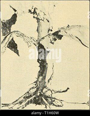 Damping off disease hi-res stock photography and images