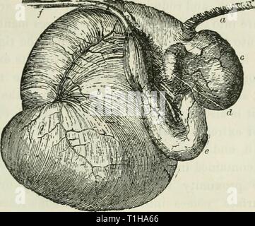 The diseases and disorders of The diseases and disorders of the ox, with some account of the diseases of the sheep  diseasesdisorderox00gres Year: 1889  THE ANATOMY Oi' THE OX. 59 the mucous coat being covered by numerous little papillary pro- longations, some of which are conical, others foliaceous, while others are fungiform.    Fig. 5.—Right View of the Stomach of the Ox. «. Gullet. b. Paunch. c. Houej'comb. d. Manvfold. e. Rennet, or Reed. f. Small Intestine. (Simouds.) Stock Photo