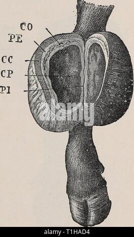 Diseases of cattle, sheep, goats Diseases of cattle, sheep, goats and swine  diseasesofcattl00mous Year: 1905  HYGROMA OF THE KNEE. 65 discharging pus. thickened fibro-cartilaginous The h3groma is usually characterised by its non-painful character and by regular fluctuation throughout. The walls of the serous bursse are merely thickened, so that palpation is easy. Should the hygroma become infected and inflamed, it assumes the same characters as an abscess : it becomes highly sensitive, is surrounded by oedematous infiltration, shows more marked fluctuation at some specialised point, and event Stock Photo