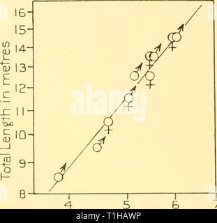 2 Z 5 3 3 5 4 Meanof Measurement N Ioin Metres Fig 68 Humpback Whale Logarithmic Plotting Of Total Length Against Measurement No Lo Notch Of Flukes To Centre Of Anus Ib Cn 5 O