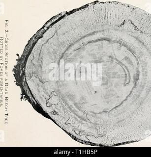Diseases of deciduous forest trees Diseases of deciduous forest trees  diseasesofdecidu00schruoft Year: 1909  k