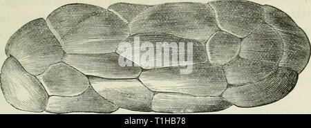 The diseases and disorders of The diseases and disorders of the ox, with some account of the diseases of the sheep  diseasesdisorderox00gres Year: 1889  THE ANATOMY OF THE OX. 71 stance is divided into lobes. The pelvis is the name given to the principal cavity, and there is a diverticulum or calyx for each Fig. 10.    Fig. 11. Fig. 12. Stock Photo