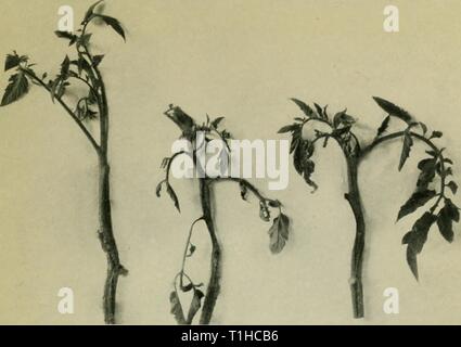 Diseases of glasshouse plants (1923) Diseases of glasshouse plants  diseasesofglassh1923bewl Year: 1923  Fig. 20. Tomato stems showing ' cankers ' made by Diplodina lycopersici. Stock Photo