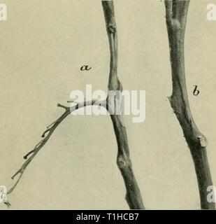 Diseases of glasshouse plants (1923) Diseases of glasshouse plants  diseasesofglassh1923bewl Year: 1923  Fig. 20. Tomato stems showing ' cankers ' made by Diplodina lycopersici.    Fig. 21. Botrytis stem rot of the tomato, showing typical lesions at a and b. [Facing page po Stock Photo