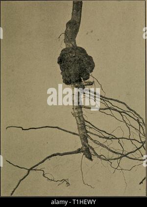 Diseases of economic plants (1910) Diseases of economic plants  diseasesofeconom02stev Year: 1910  DRUPACEOUS FRUITS 131    Fig. 58. —Peach crown gall. After Hedgcock. applex can be produced by inoculation with Pseudomonas tumefaciens, also that the organisms of the peach, apple, hop, rose, and chestnut galls are interchangeable. It is 1 Hedgcock, G. G., Sci. n. s. 25, 671, April, 1907, and Sci- n. s. 29, 273. Stock Photo