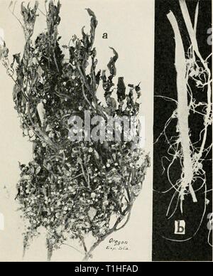 . Fig. 17. Dodder. a. Dodder on Tomato plant, h. dodder on onion leaves ...