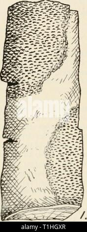 Diseases of cultivated plants and Diseases of cultivated plants and trees  diseasesofcultiv00massuoft Year: [1910?]  17: DISEASES OF CULTIVATED PLANTS near. After the tree is dead, the second or ascigerous form of fruit bursts through the bark in larger pustules than those formed by the conidial fruit. In all the cases I have investigated in the field, the common practice of planting too deep had been followed, and this I feel assured has something to do with the disease, more Stock Photo