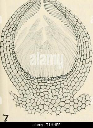 Diseases of cultivated plants and Diseases of cultivated plants and trees  diseasesofcultiv00massuoft Year: [1910?]  â im. Stock Photo